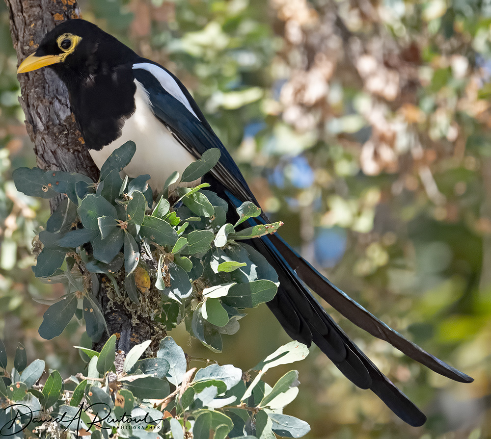 Yellow-billed Magpie
