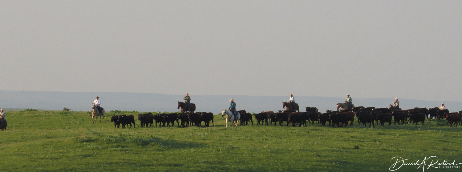 Kansas - Cattle Drive