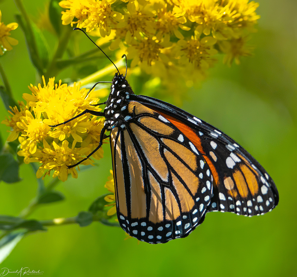 Monarch 2