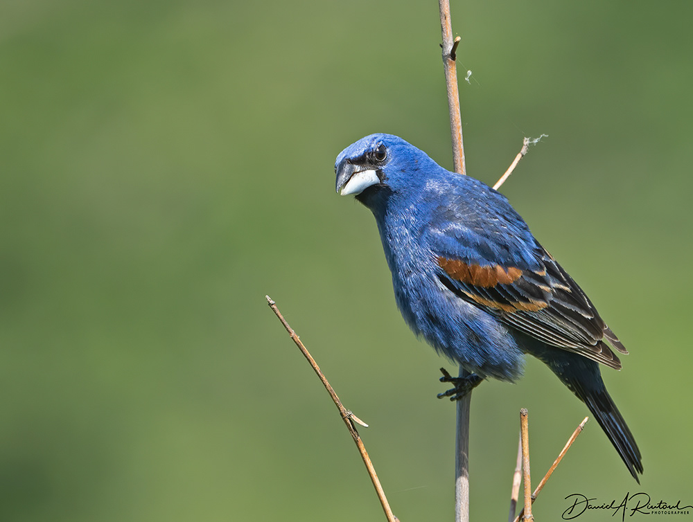 Blue Grosbeak 5