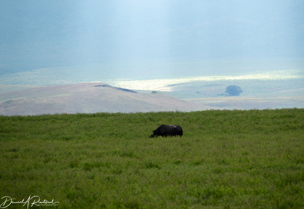 Tanzania - Rhinoceros in the crater