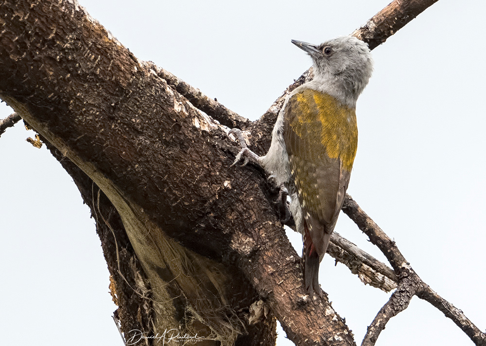 Grey Woodpecker