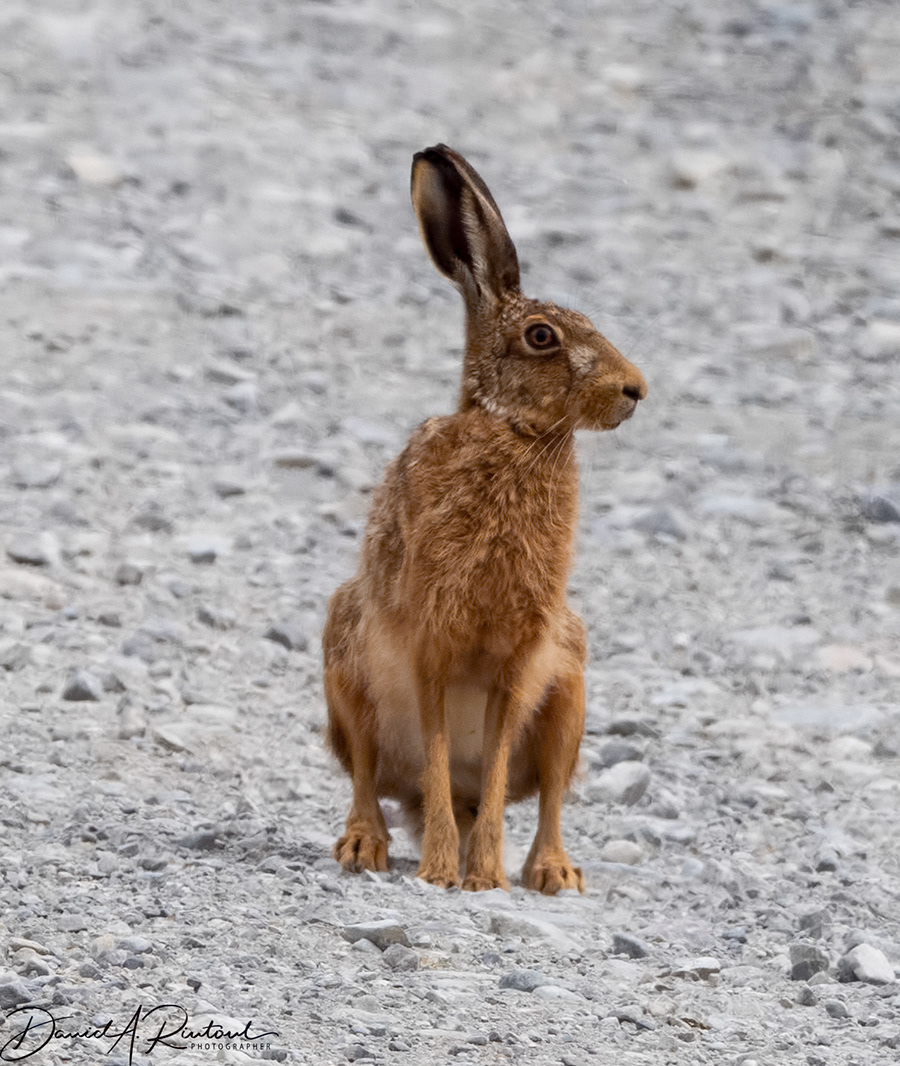 Hare