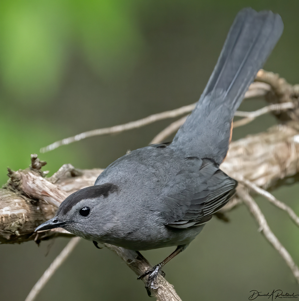 Gray Catbird