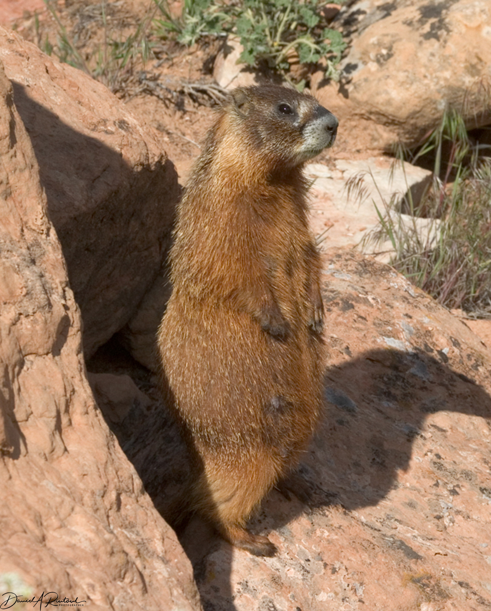Yellow-bellied Marmot, Utah