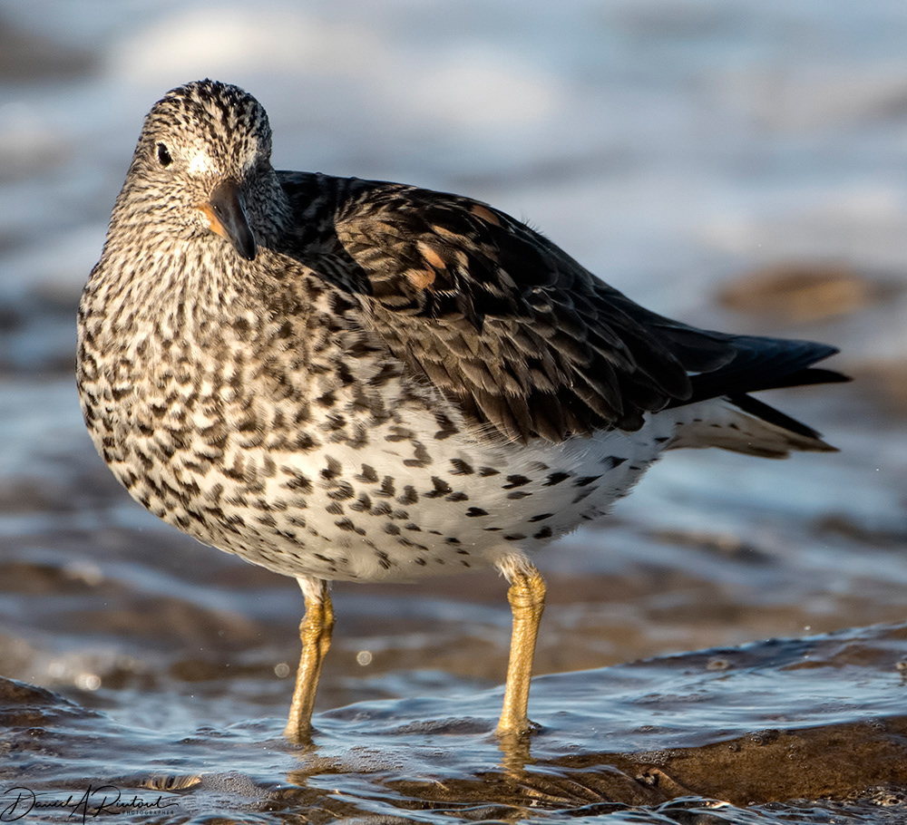 Surfbird