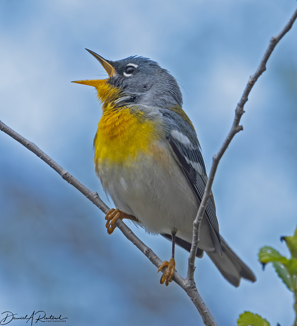 Northern Parula 1