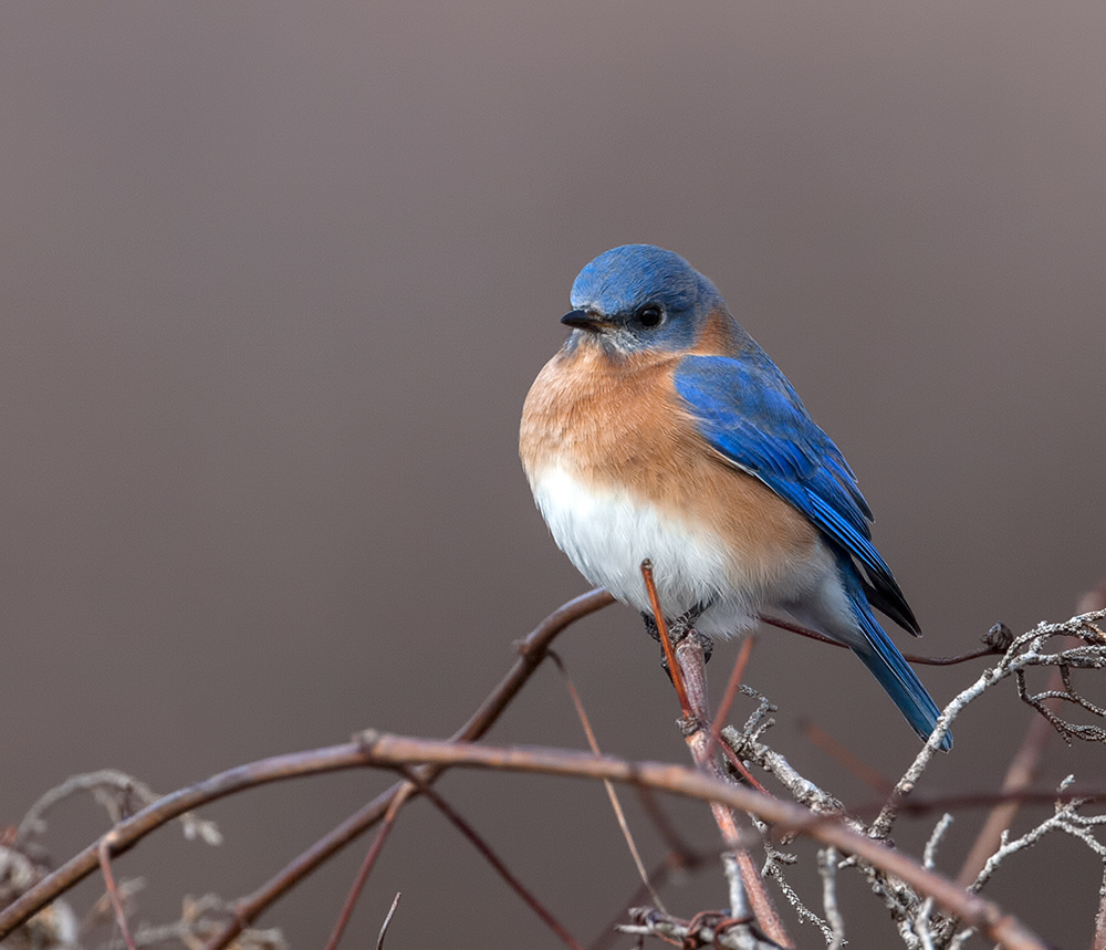 Eastern Bluebird 2