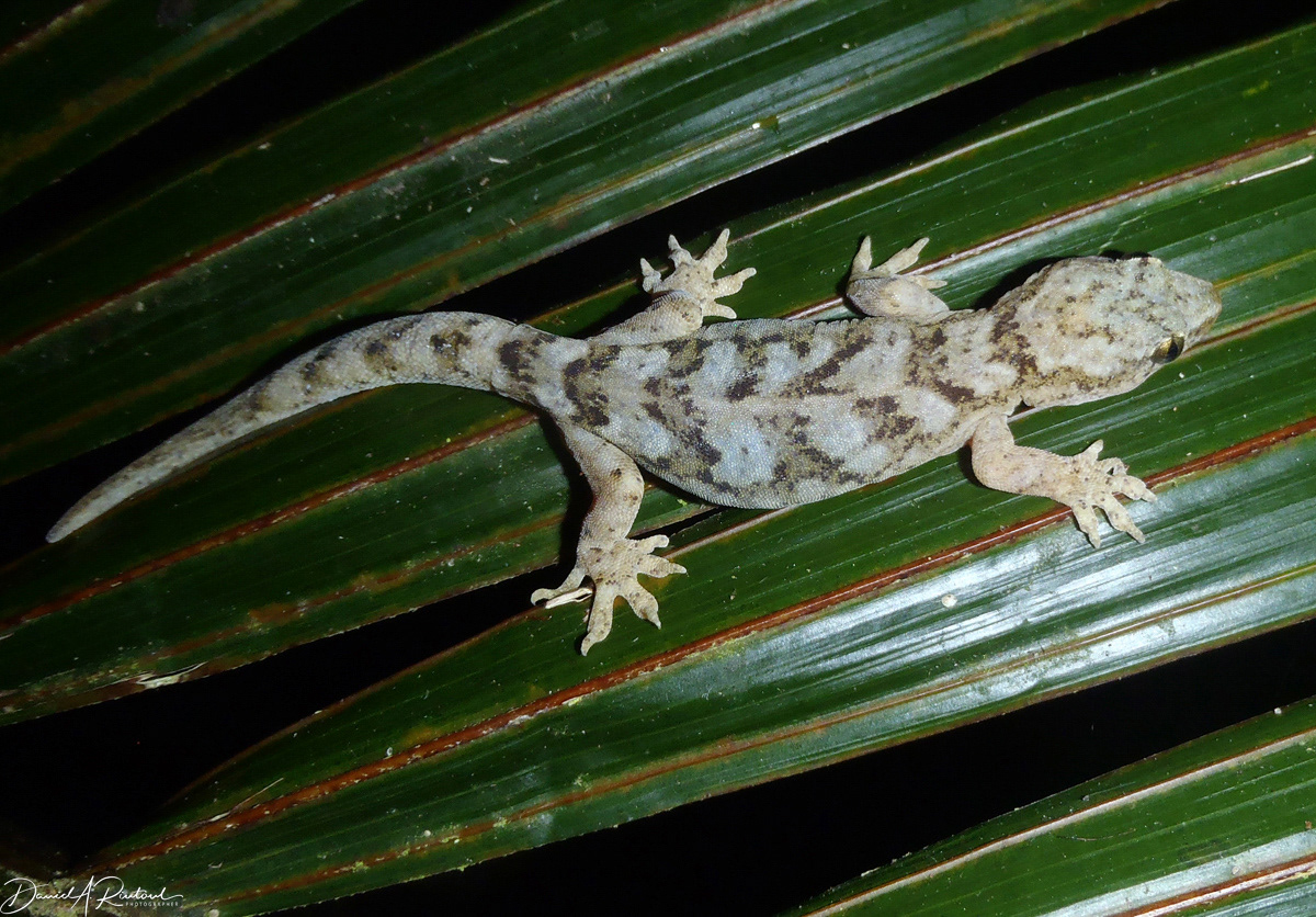 Gecko