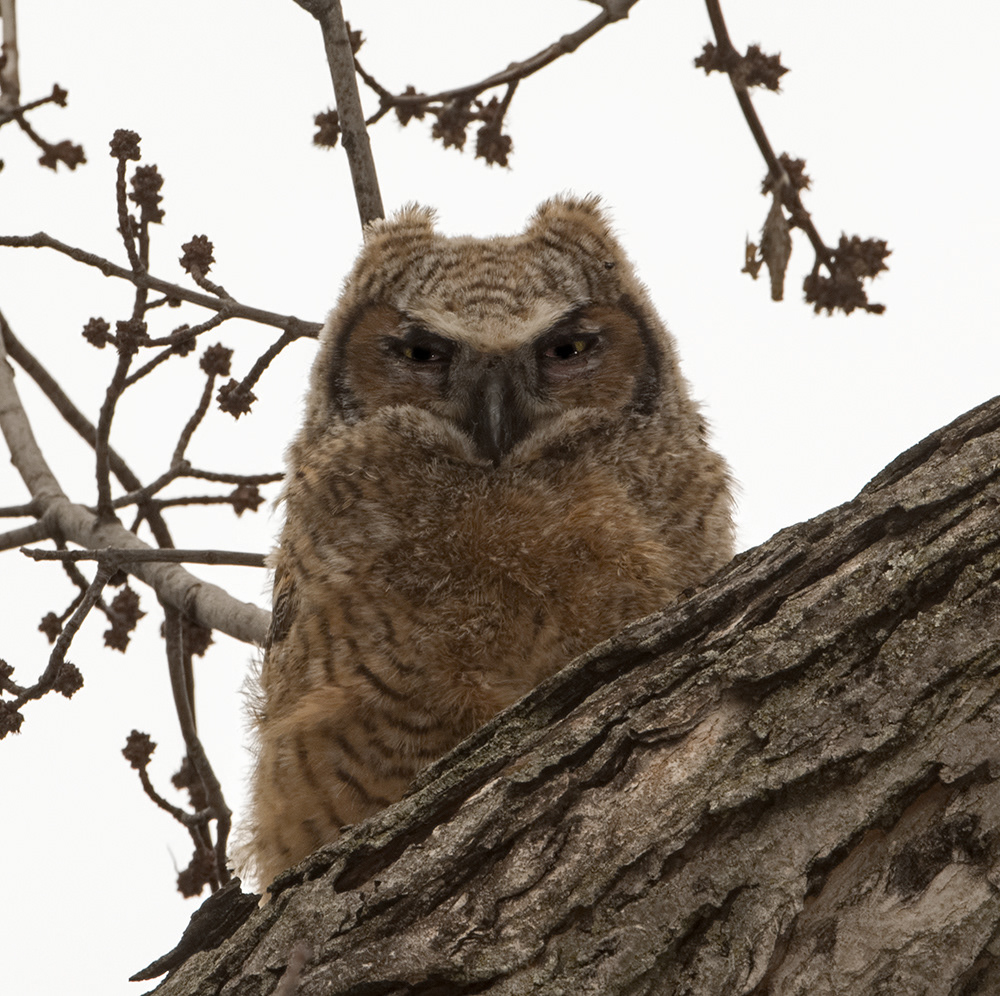 Great Horned Owl 3