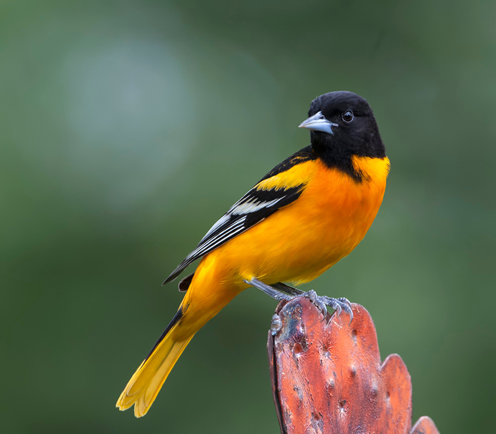 Baltimore Oriole