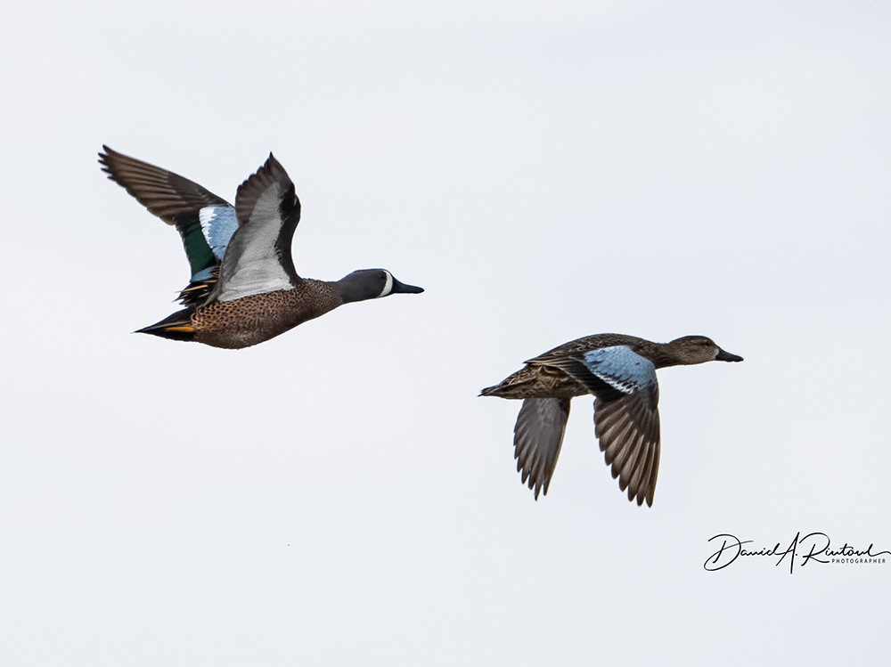 Blue-winged Teal