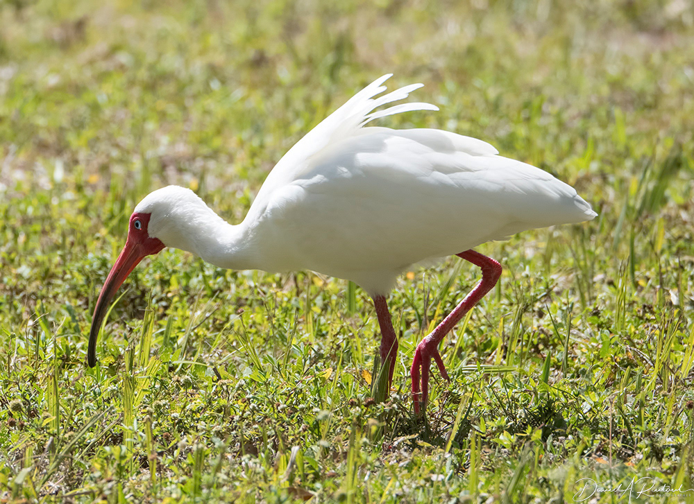 White Ibis