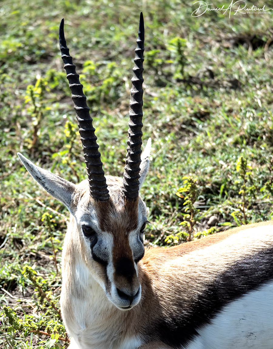Thompson's Gazelle