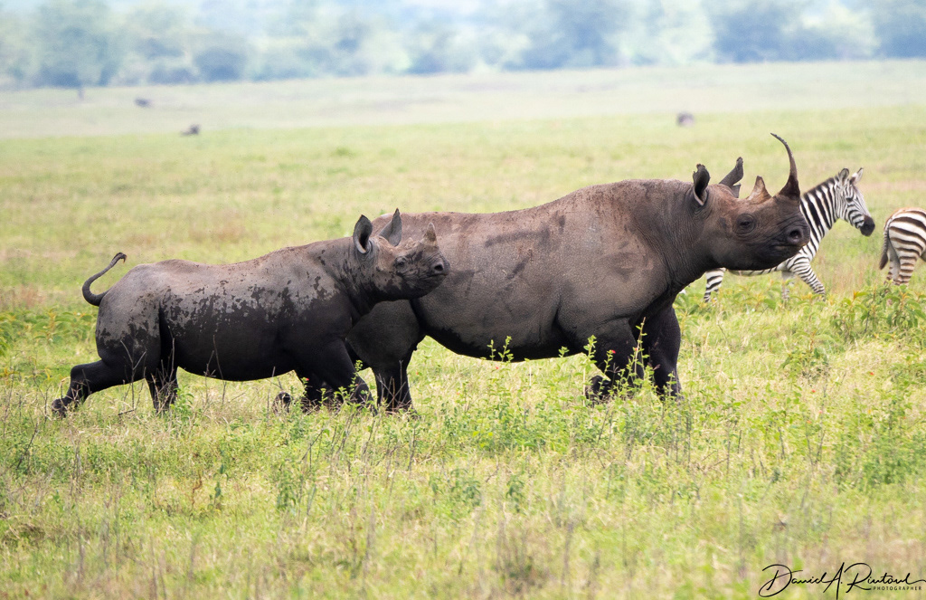Rhinoceros and youngster