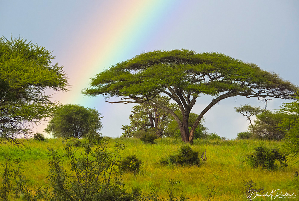 Tanzania - Acacias and Rainbow