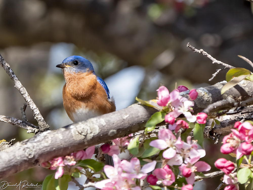 Eastern Bluebird 4