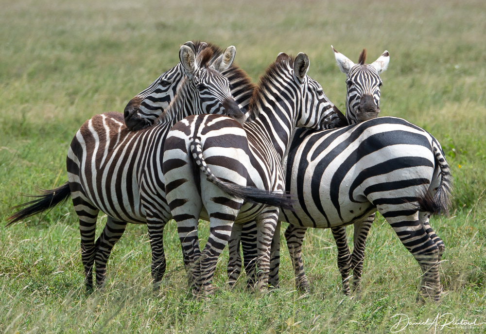 Zebra bridge club