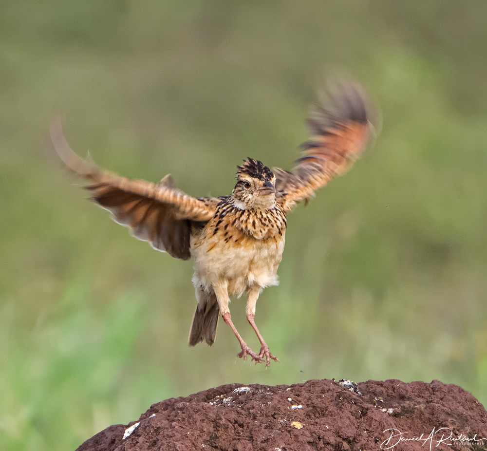 Rufous-naped Lark