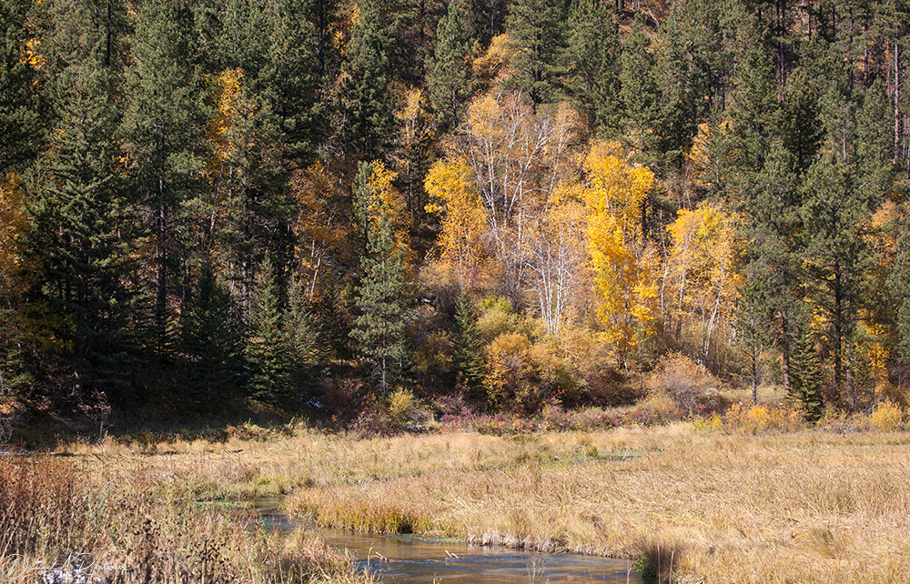 South Dakota - Fall in the Black Hills