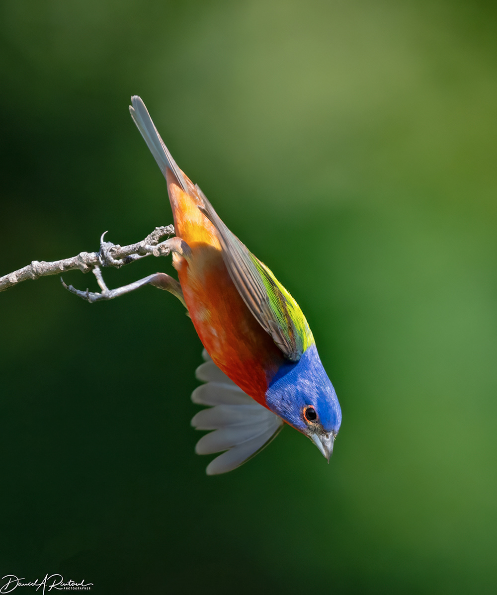 Painted Bunting - New Flight Plan