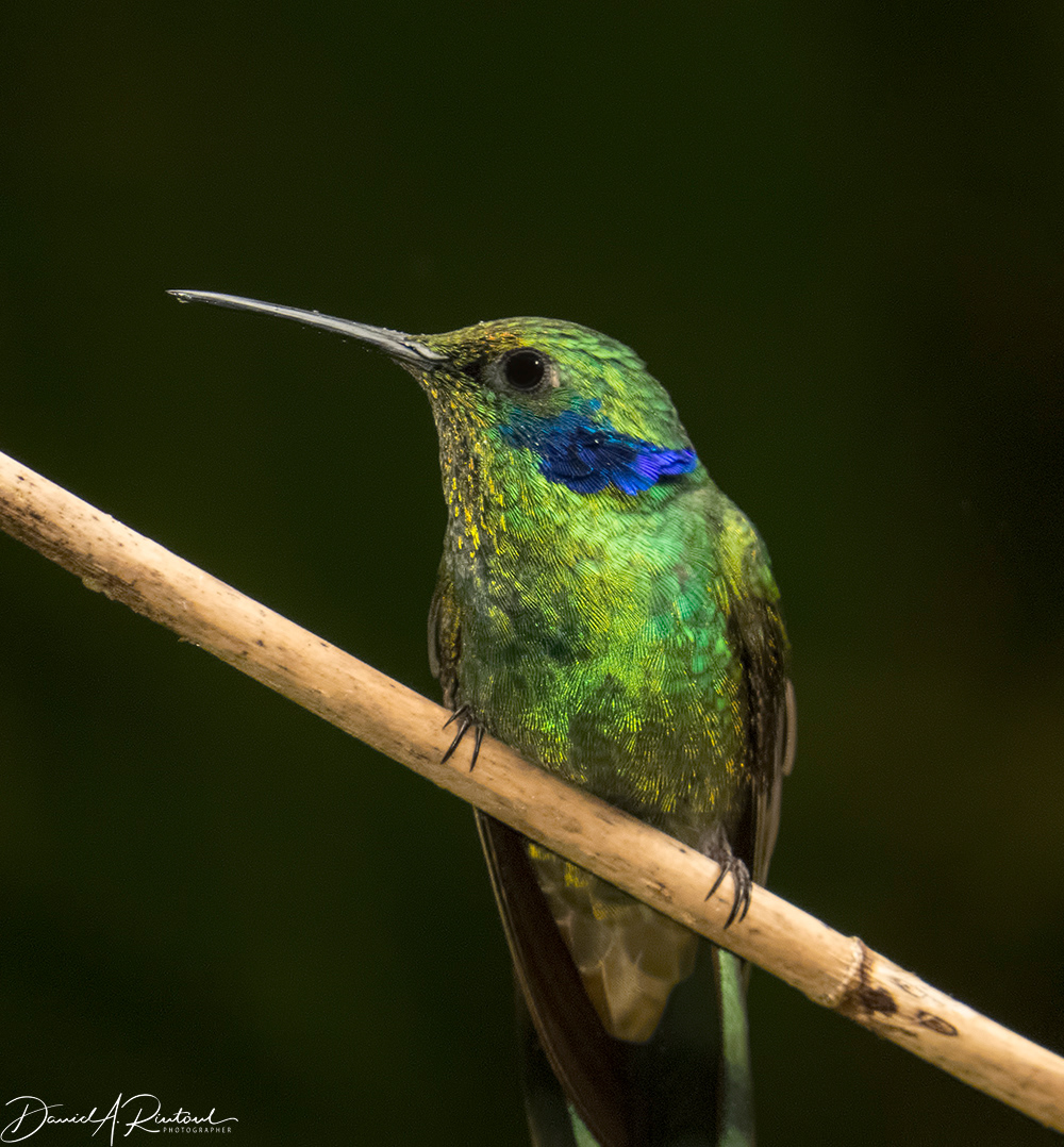 Green Violetear