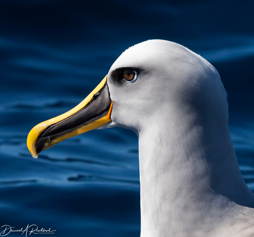 Buller's Albatross