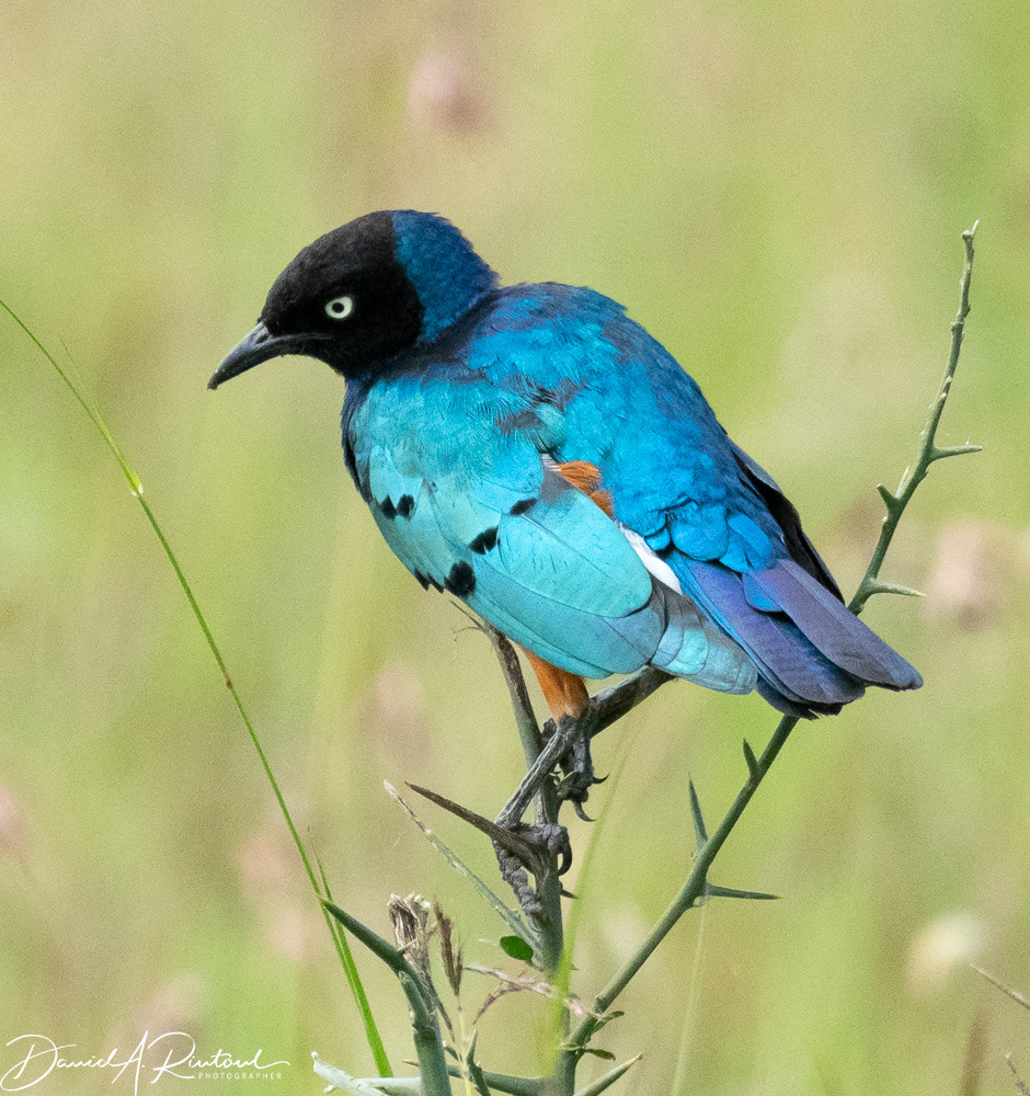 Superb Starling