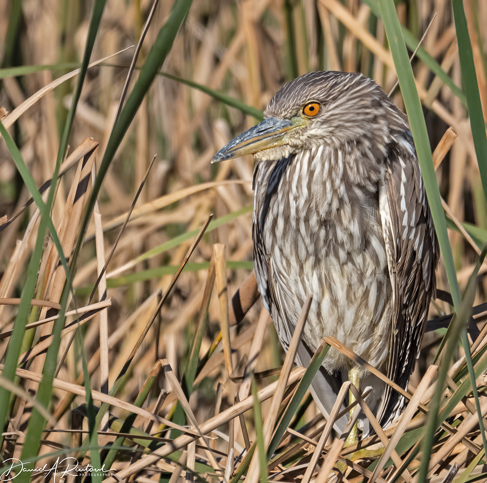Black-crowned Night Heron in cattails