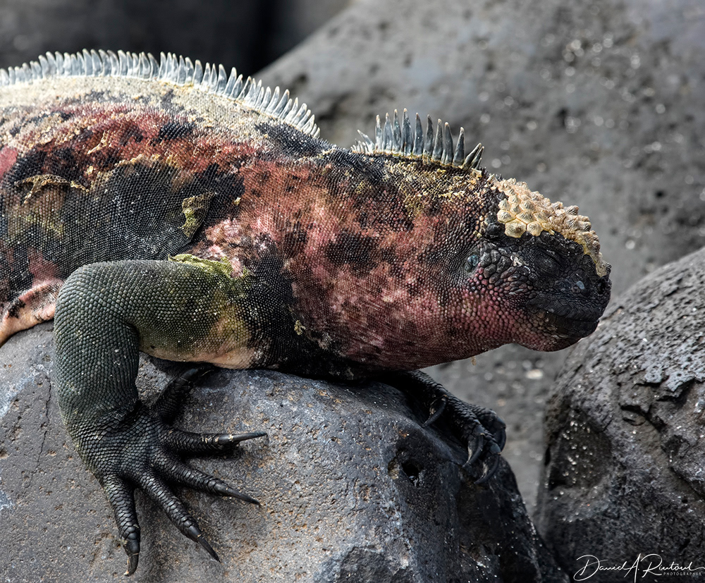 Marine Iguana