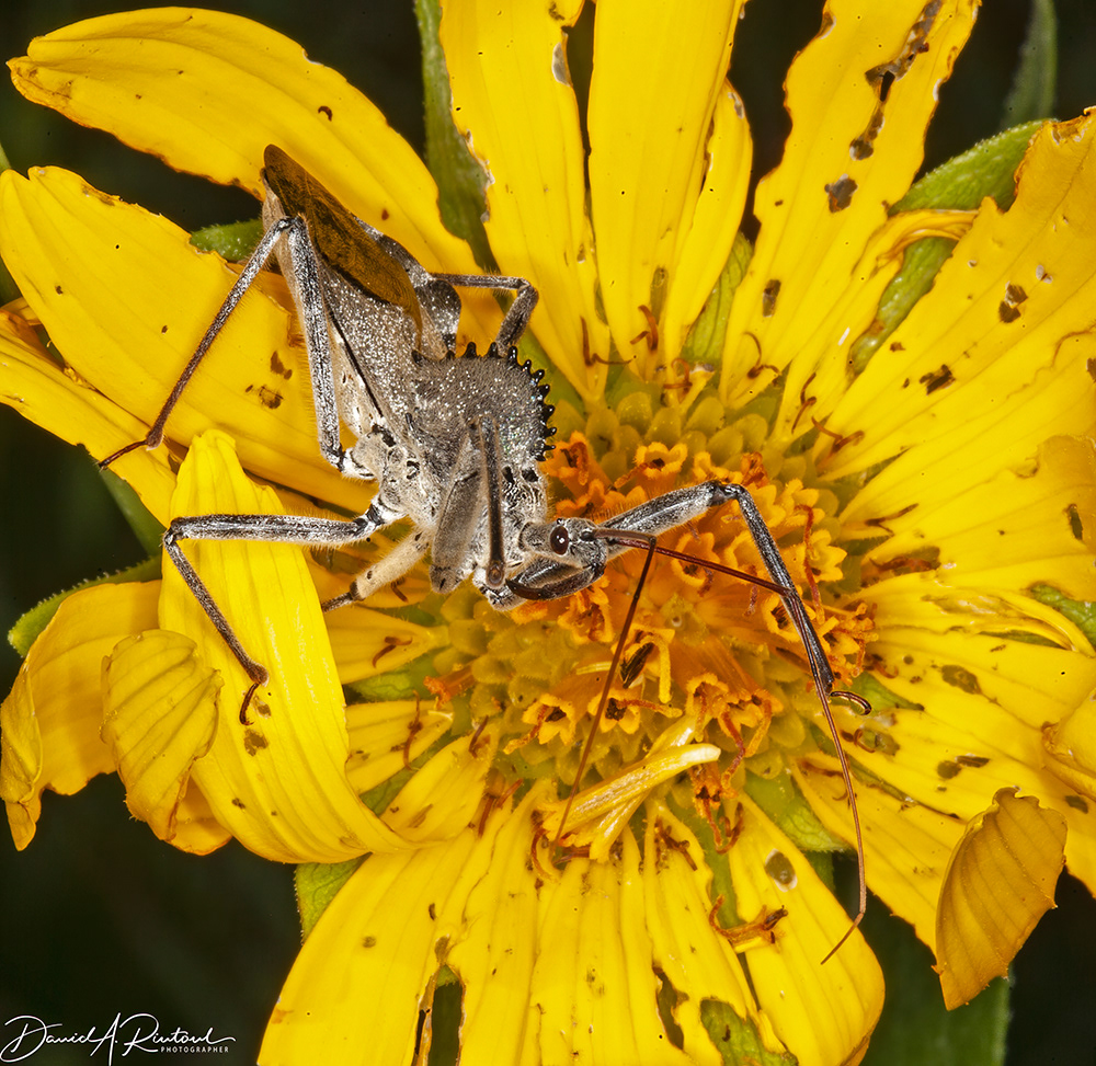Wheel Bug