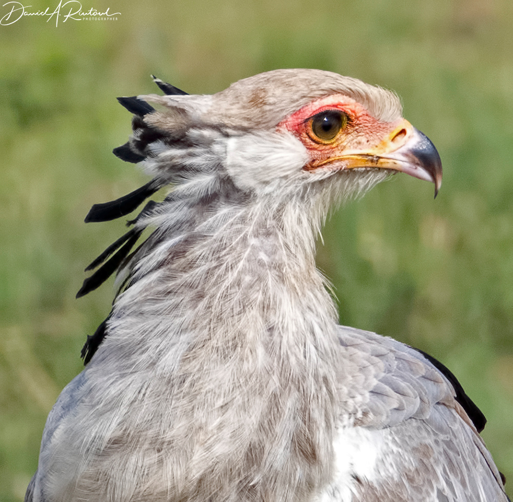 Secretary Bird 1
