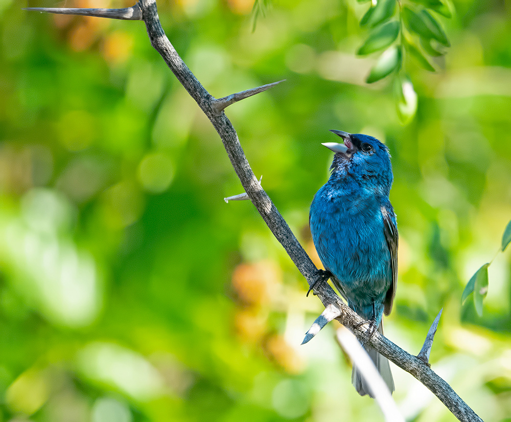 Indigo Bunting 5