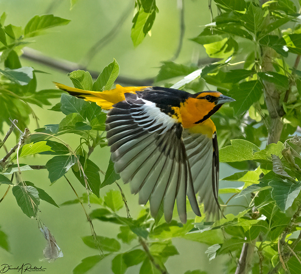 Bullock's Oriole
