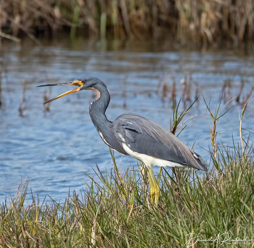 Tricolored Heron