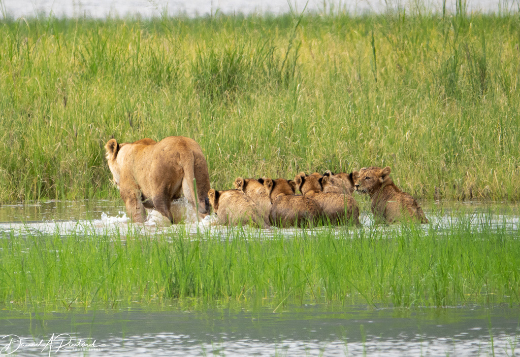 Lioness and cubs wading