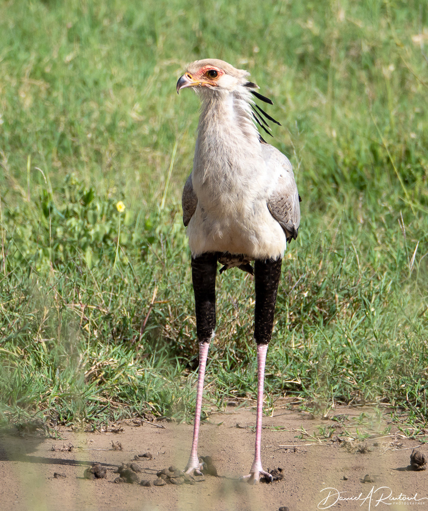 Secretary Bird 5
