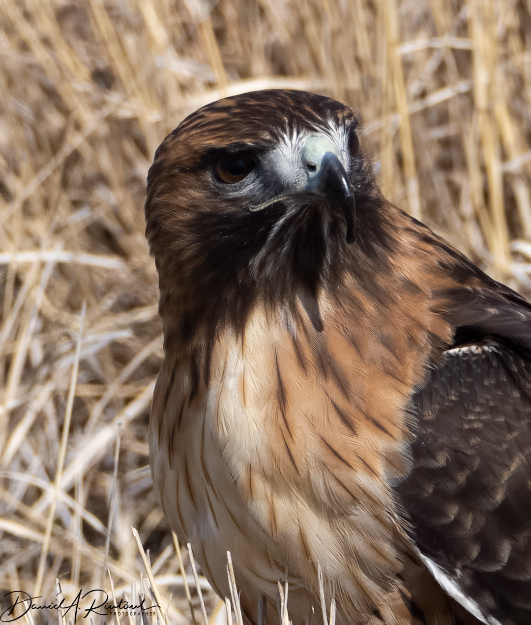 Red-tailed Hawk 8