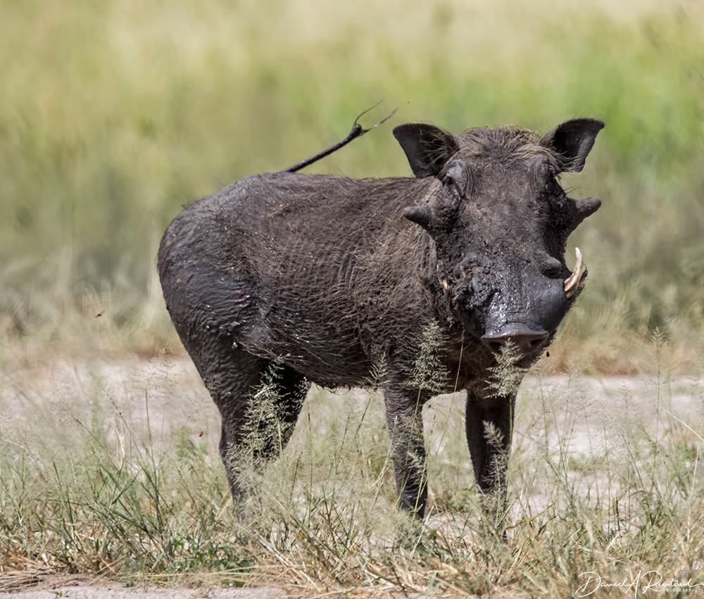Warthog