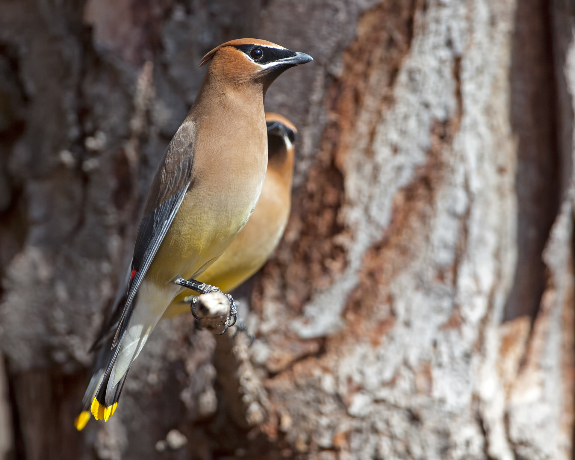 Cedar Waxwing 4