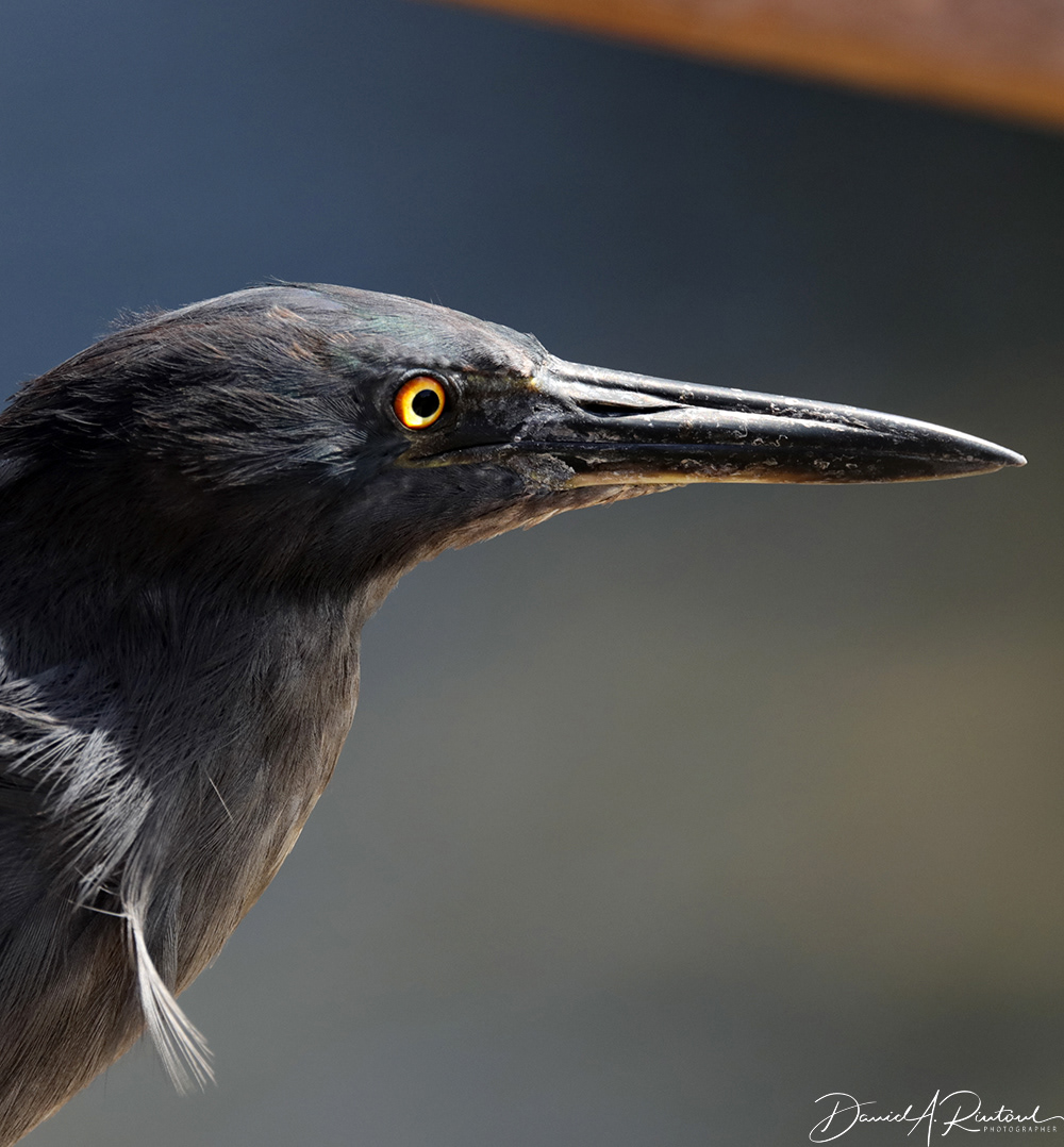 Lava Heron