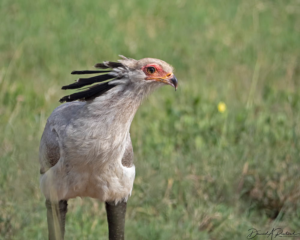Secretary Bird 6