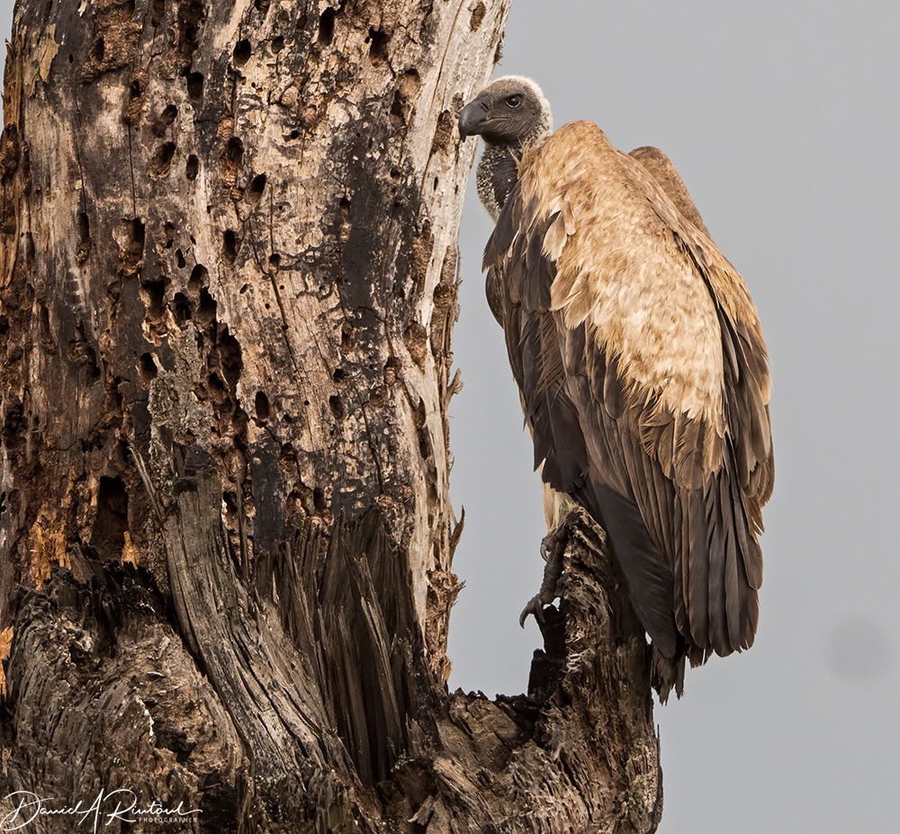 White-backed Vulture