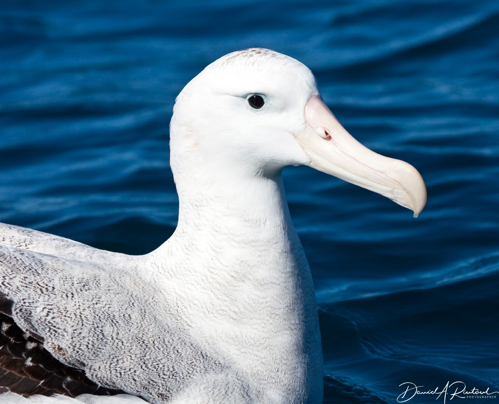 Wandering Albatross