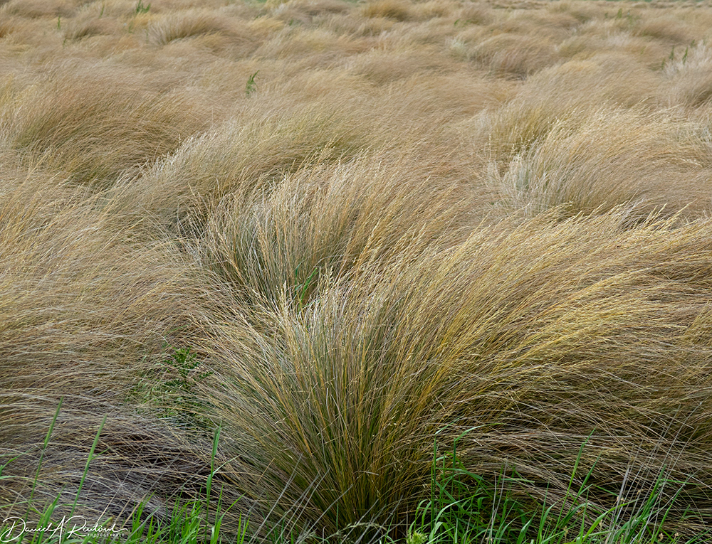 Tussock Grasses