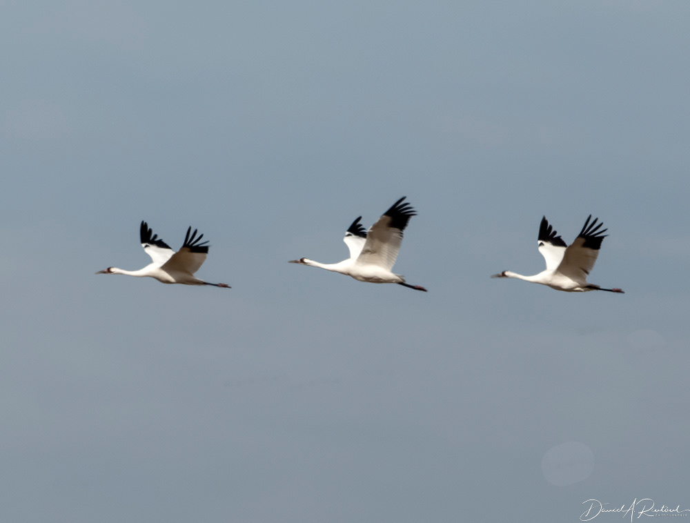Whooping Cranes