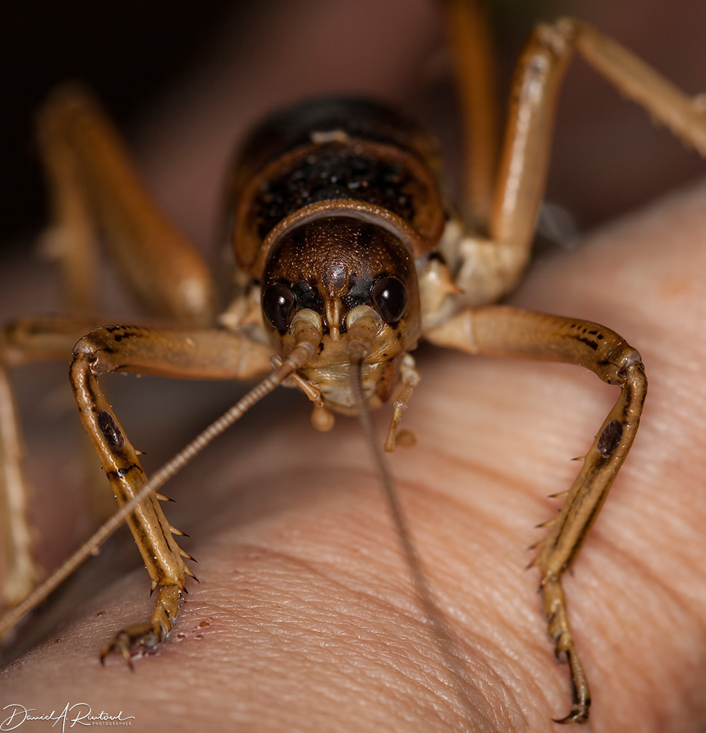 Tree Weta