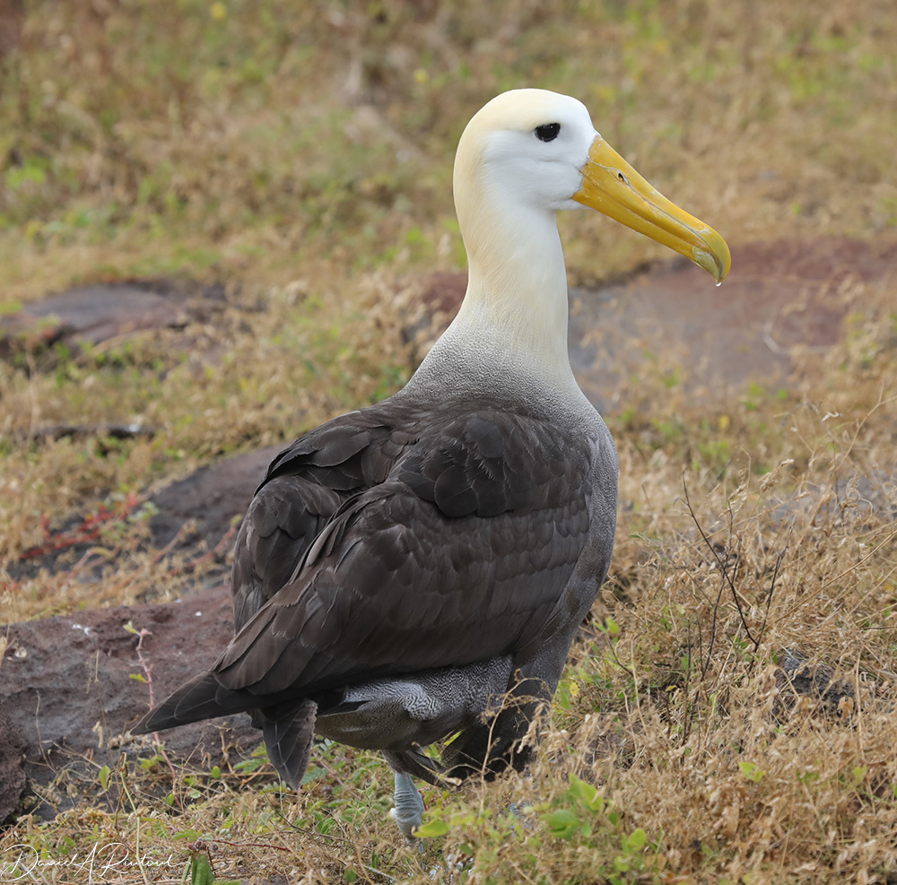 Waved Albatross