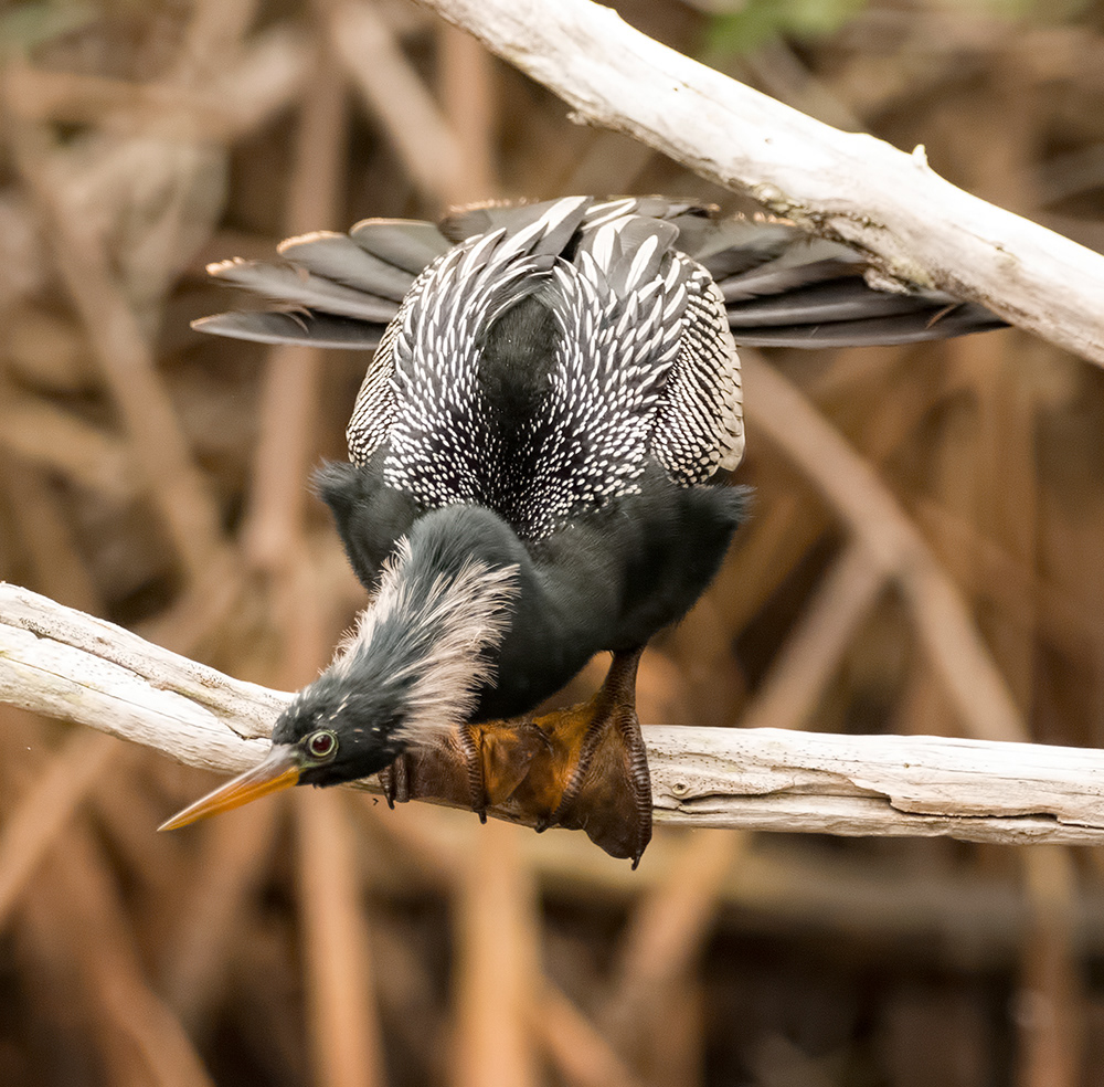Anhinga 1