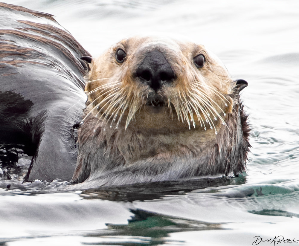 Sea Otter